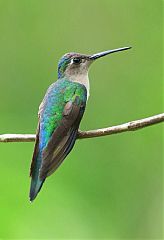 Wedge-tailed Sabrewing